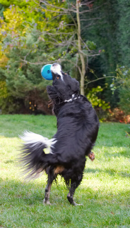 Animal, Animals, Ball, Canine, Canines, Catch, Catching, Collie, Collies, Dog, Dogs, Jake, Jump, Jumping, Land Mammal, Land Mammals, Leap, Leaping, Play, Playing, Playtime, Terrestrial Mammal, Terrestrial Mammals