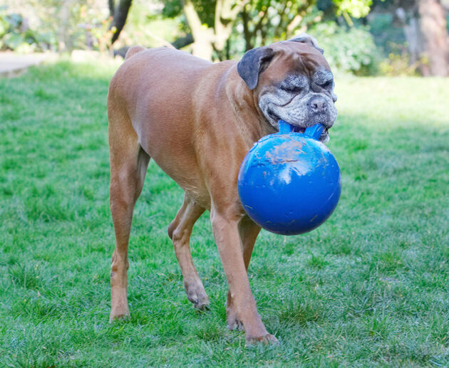 Animal, Animals, Ball, Boxer, Boxers, Canine, Canines, Dog, Dogs, Land Mammal, Land Mammals, Phoebe, Play, Playing, Playtime, Terrestrial Mammal, Terrestrial Mammals
