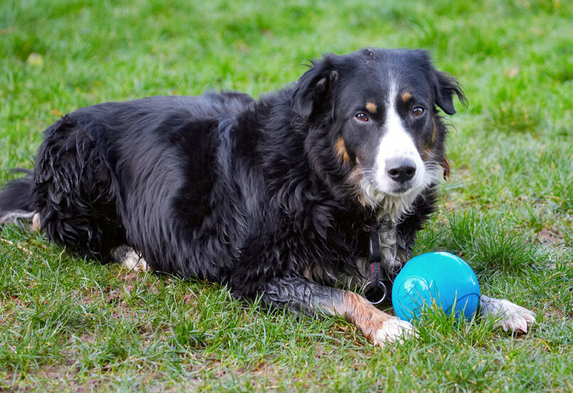 Animal, Animals, Ball, Canine, Canines, Collie, Collies, Dog, Dogs, Jake, Land Mammal, Land Mammals, Play, Playing, Playtime, Terrestrial Mammal, Terrestrial Mammals