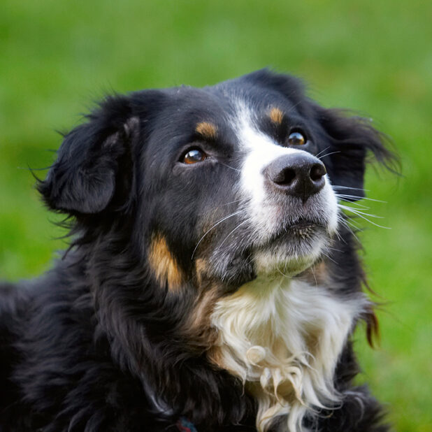 Alert, Animal, Animals, Attention, Canine, Canines, Collie, Collies, Dog, Dogs, Jake, Land Mammal, Land Mammals, Play, Playing, Playtime, Terrestrial Mammal, Terrestrial Mammals