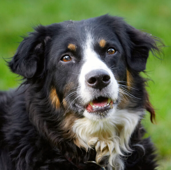 Animal, Animals, Canine, Canines, Collie, Collies, Dog, Dogs, Jake, Land Mammal, Land Mammals, Play, Playing, Playtime, Terrestrial Mammal, Terrestrial Mammals