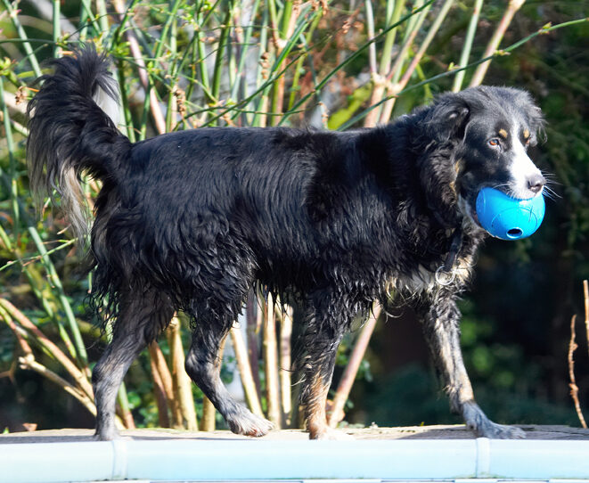Animal, Animals, Ball, Canine, Canines, Collie, Collies, Dog, Dogs, Jake, Land Mammal, Land Mammals, Play, Playing, Playtime, Terrestrial Mammal, Terrestrial Mammals