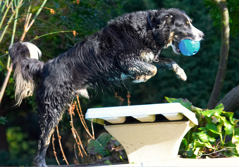 Animal, Animals, Ball, Canine, Canines, Collie, Collies, Dog, Dogs, Jake, Land Mammal, Land Mammals, Leap, Leaping, Play, Playing, Playtime, Terrestrial Mammal, Terrestrial Mammals