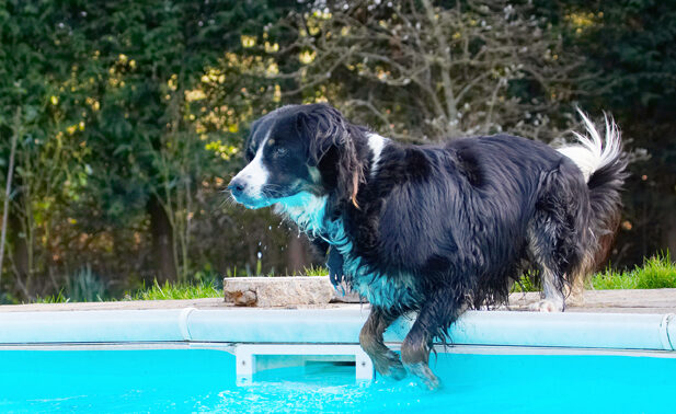 Animal, Animals, Canine, Canines, Collie, Collies, Dog, Dogs, Jake, Land Mammal, Land Mammals, Play, Playing, Playtime, Pool, Swimming, Terrestrial Mammal, Terrestrial Mammals, Water