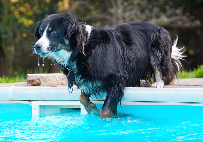 Animal, Animals, Canine, Canines, Collie, Collies, Dog, Dogs, Jake, Land Mammal, Land Mammals, Play, Playing, Playtime, Pool, Swimming, Terrestrial Mammal, Terrestrial Mammals, Water