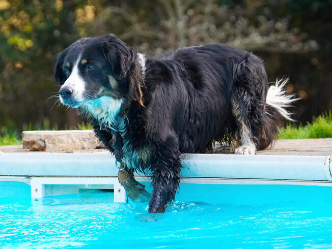 Animal, Animals, Canine, Canines, Collie, Collies, Dog, Dogs, Jake, Land Mammal, Land Mammals, Play, Playing, Playtime, Pool, Swimming, Terrestrial Mammal, Terrestrial Mammals, Water