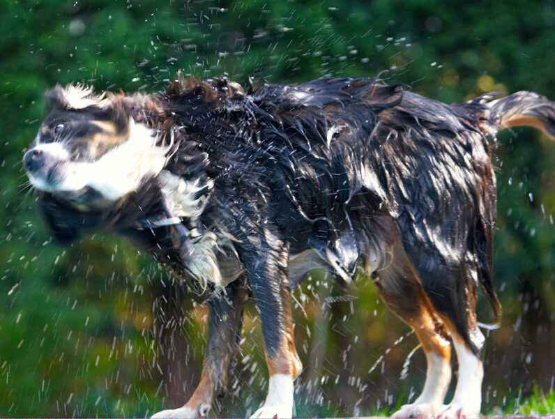 Animal, Animals, Canine, Canines, Collie, Collies, Dog, Dogs, Jake, Land Mammal, Land Mammals, Play, Playing, Playtime, Shake, Shaking, Terrestrial Mammal, Terrestrial Mammals