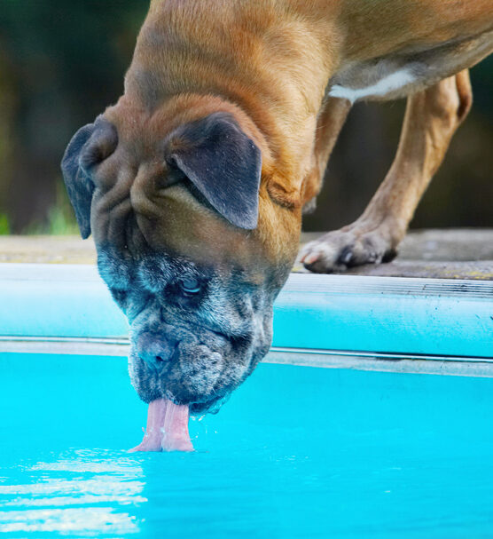 Animal, Animals, Boxer, Boxers, Canine, Canines, Dog, Dogs, Drink, Drinking, Land Mammal, Land Mammals, Phoebe, Play, Playing, Playtime, Pool, Swimming, Terrestrial Mammal, Terrestrial Mammals, Tongue, Water