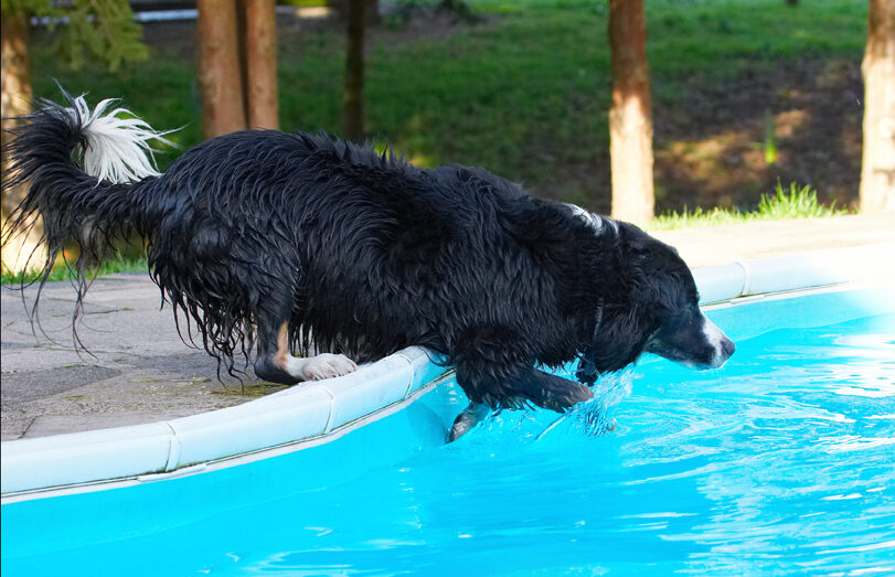 Animal, Animals, Canine, Canines, Collie, Collies, Dog, Dogs, Jake, Land Mammal, Land Mammals, Play, Playing, Playtime, Pool, Swimming, Terrestrial Mammal, Terrestrial Mammals, Water