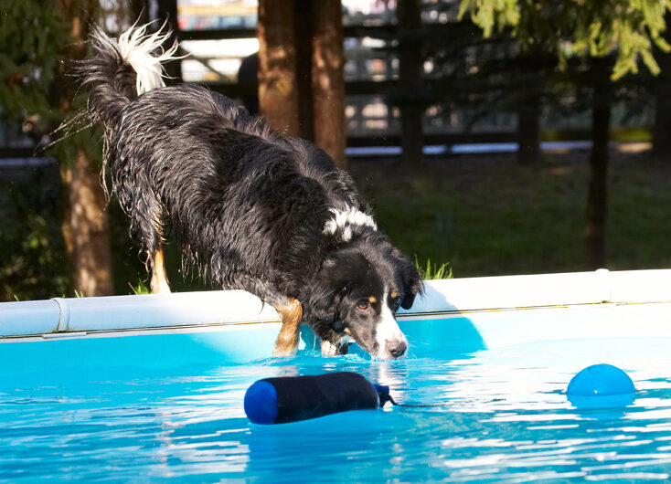 Animal, Animals, Ball, Canine, Canines, Collie, Collies, Dog, Dogs, Jake, Land Mammal, Land Mammals, Play, Playing, Playtime, Pool, Swimming, Terrestrial Mammal, Terrestrial Mammals, Water