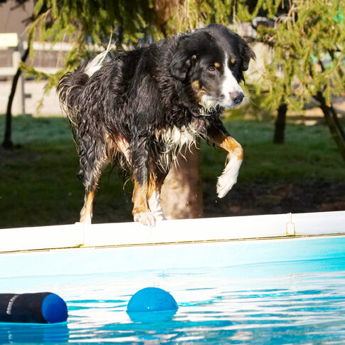 Animal, Animals, Ball, Canine, Canines, Collie, Collies, Dog, Dogs, Jake, Land Mammal, Land Mammals, Play, Playing, Playtime, Pool, Swimming, Terrestrial Mammal, Terrestrial Mammals, Water