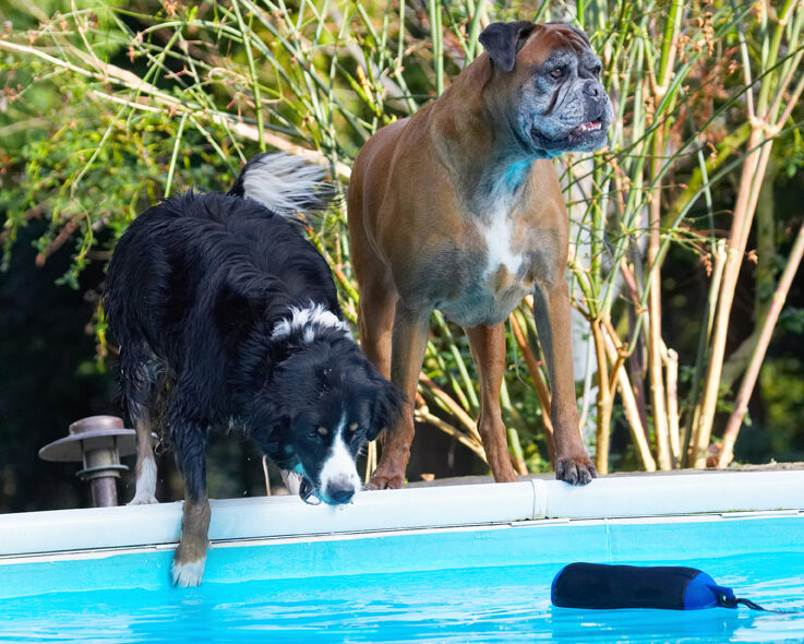Animal, Animals, Best, Boxer, Boxers, Canine, Canines, Collie, Collies, Dog, Dogs, Friends, Jake, Land Mammal, Land Mammals, Phoebe, Play, Playing, Playtime, Pool, Swimming, Terrestrial Mammal, Terrestrial Mammals, Water