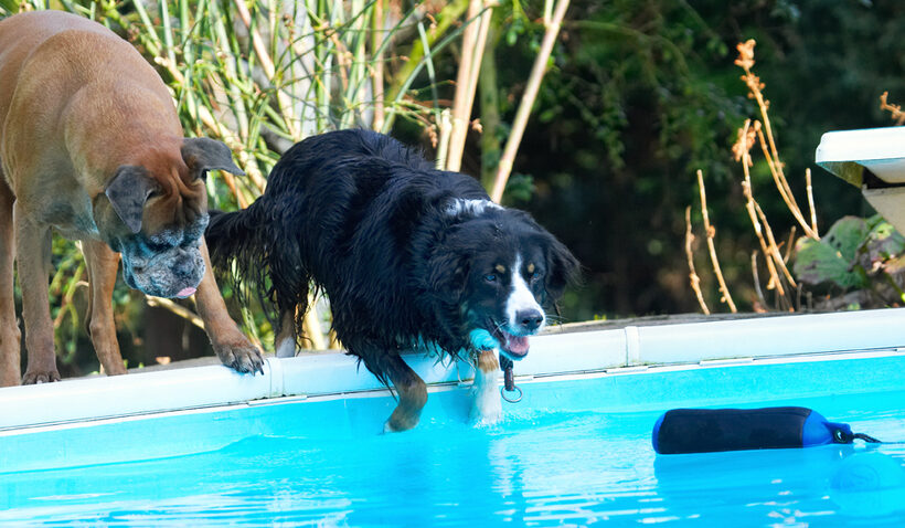 Animal, Animals, Best, Boxer, Boxers, Canine, Canines, Collie, Collies, Dog, Dogs, Friends, Jake, Land Mammal, Land Mammals, Phoebe, Play, Playing, Playtime, Pool, Swimming, Terrestrial Mammal, Terrestrial Mammals, Water