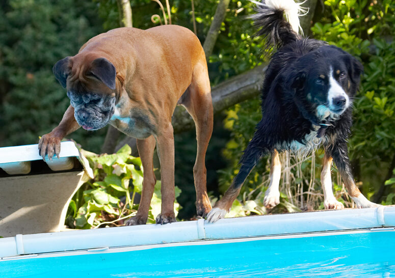 Animal, Animals, Best, Boxer, Boxers, Canine, Canines, Collie, Collies, Dog, Dogs, Friends, Jake, Land Mammal, Land Mammals, Phoebe, Play, Playing, Playtime, Pool, Swimming, Terrestrial Mammal, Terrestrial Mammals, Water