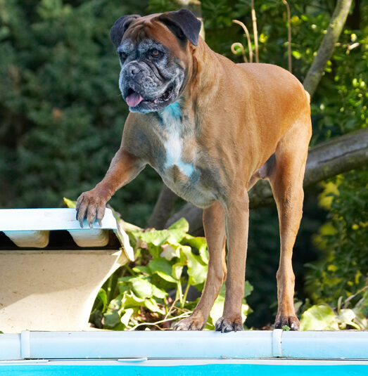 Animal, Animals, Boxer, Boxers, Canine, Canines, Dog, Dogs, Land Mammal, Land Mammals, Phoebe, Play, Playing, Playtime, Terrestrial Mammal, Terrestrial Mammals, Tongue