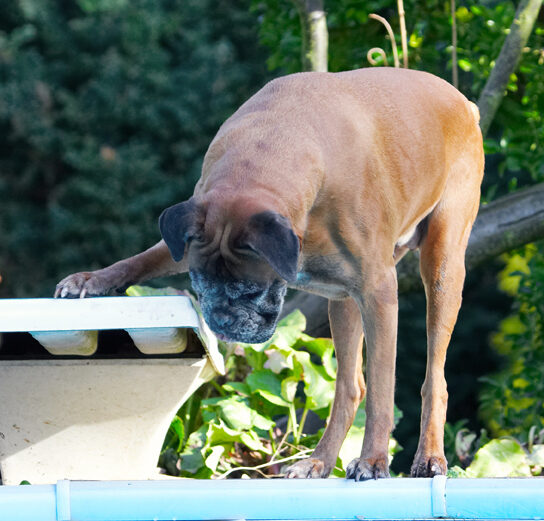 Animal, Animals, Boxer, Boxers, Canine, Canines, Dog, Dogs, Land Mammal, Land Mammals, Phoebe, Play, Playing, Playtime, Terrestrial Mammal, Terrestrial Mammals