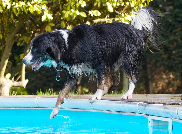 Animal, Animals, Canine, Canines, Collie, Collies, Dog, Dogs, Jake, Land Mammal, Land Mammals, Play, Playing, Playtime, Pool, Swimming, Terrestrial Mammal, Terrestrial Mammals, Water