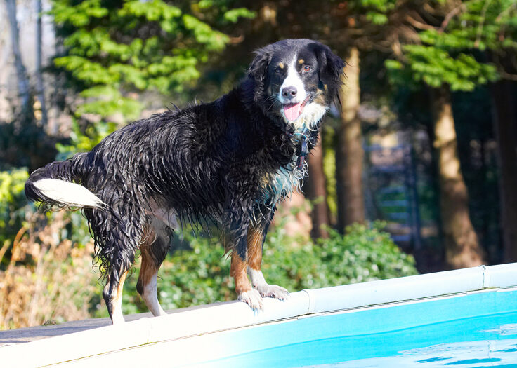Animal, Animals, Canine, Canines, Collie, Collies, Dog, Dogs, Jake, Land Mammal, Land Mammals, Play, Playing, Playtime, Pool, Swimming, Terrestrial Mammal, Terrestrial Mammals, Tongue, Water