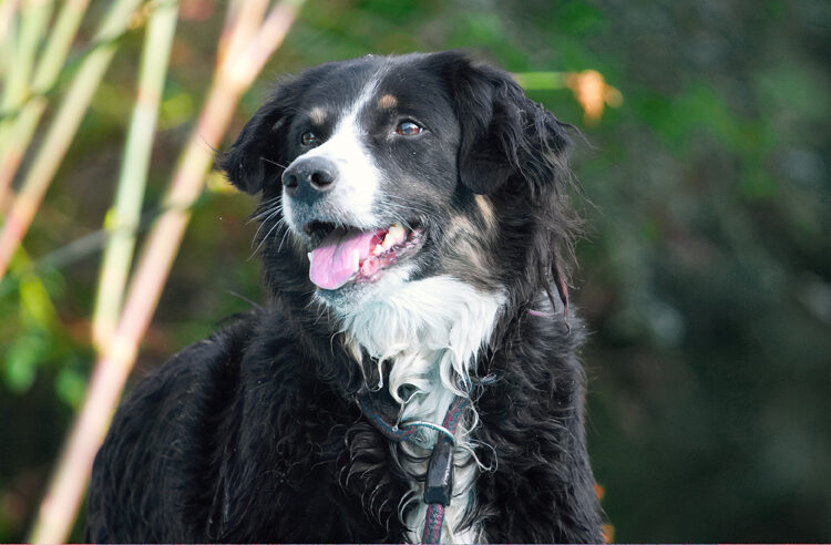 Animal, Animals, Canine, Canines, Collie, Collies, Dog, Dogs, Jake, Land Mammal, Land Mammals, Play, Playing, Playtime, Terrestrial Mammal, Terrestrial Mammals, Tongue