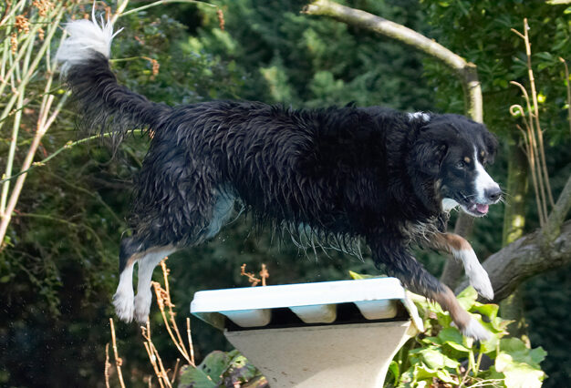 Animal, Animals, Canine, Canines, Collie, Collies, Dog, Dogs, Jake, Land Mammal, Land Mammals, Leap, Leaping, Play, Playing, Playtime, Terrestrial Mammal, Terrestrial Mammals