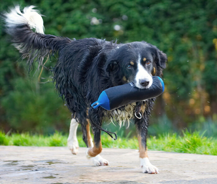Animal, Animals, Canine, Canines, Collie, Collies, Dog, Dogs, Jake, Land Mammal, Land Mammals, Play, Playing, Playtime, Terrestrial Mammal, Terrestrial Mammals
