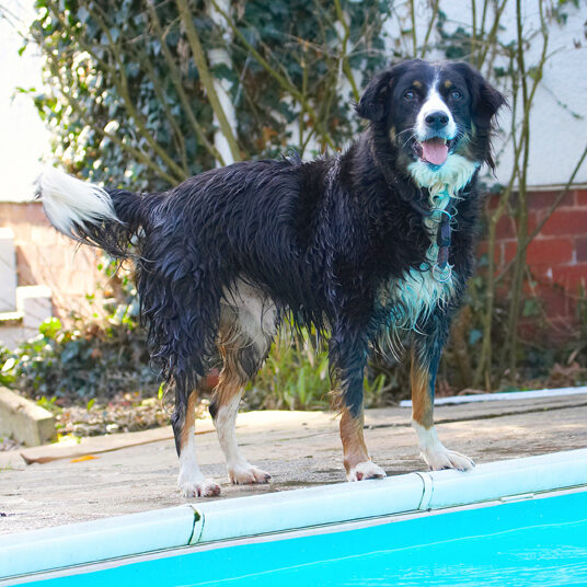 Animal, Animals, Canine, Canines, Collie, Collies, Dog, Dogs, Jake, Land Mammal, Land Mammals, Play, Playing, Playtime, Pool, Swimming, Terrestrial Mammal, Terrestrial Mammals, Tongue, Water