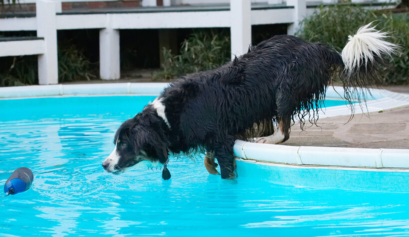 Animal, Animals, Canine, Canines, Collie, Collies, Dog, Dogs, Jake, Land Mammal, Land Mammals, Play, Playing, Playtime, Pool, Swimming, Terrestrial Mammal, Terrestrial Mammals, Water