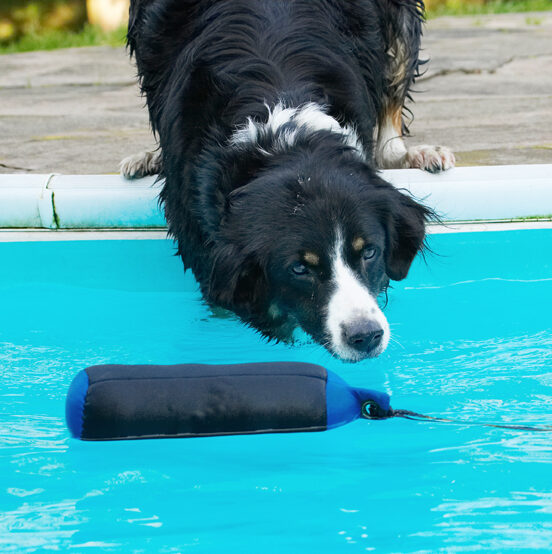 Animal, Animals, Canine, Canines, Collie, Collies, Dog, Dogs, Jake, Land Mammal, Land Mammals, Play, Playing, Playtime, Pool, Swimming, Terrestrial Mammal, Terrestrial Mammals