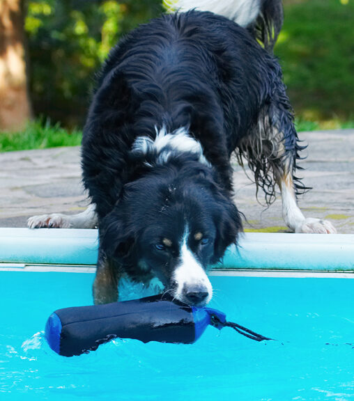 Animal, Animals, Canine, Canines, Collie, Collies, Dog, Dogs, Jake, Land Mammal, Land Mammals, Play, Playing, Playtime, Pool, Swimming, Terrestrial Mammal, Terrestrial Mammals, Water