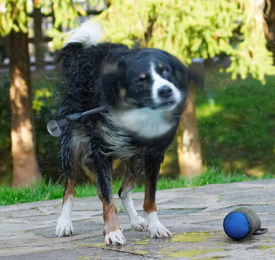 Animal, Animals, Canine, Canines, Collie, Collies, Dog, Dogs, Jake, Land Mammal, Land Mammals, Play, Playing, Playtime, Shake, Shaking, Spin, Terrestrial Mammal, Terrestrial Mammals