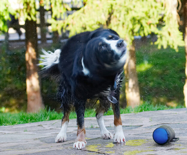 Animal, Animals, Canine, Canines, Collie, Collies, Dog, Dogs, Jake, Land Mammal, Land Mammals, Play, Playing, Playtime, Shake, Shaking, Spin, Terrestrial Mammal, Terrestrial Mammals