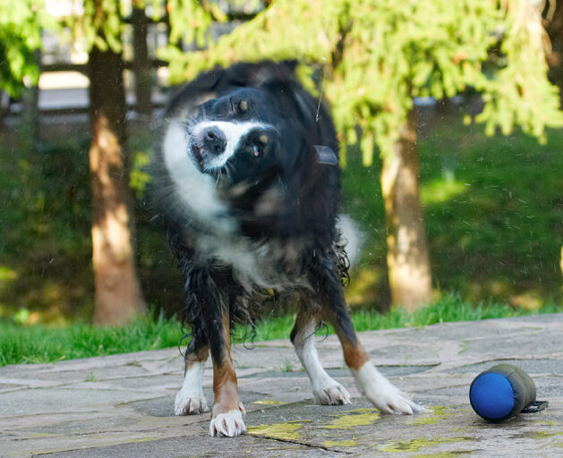 Animal, Animals, Canine, Canines, Collie, Collies, Dog, Dogs, Jake, Land Mammal, Land Mammals, Play, Playing, Playtime, Shake, Shaking, Spin, Terrestrial Mammal, Terrestrial Mammals