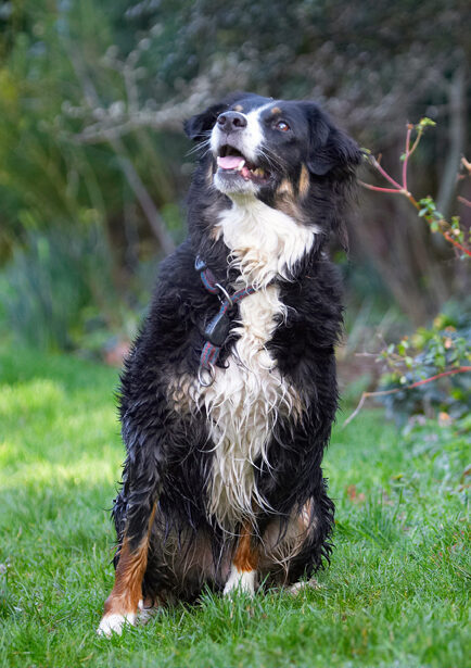 Alert, Animal, Animals, Attention, Canine, Canines, Collie, Collies, Dog, Dogs, Jake, Land Mammal, Land Mammals, Play, Playing, Playtime, Sit, Sitting, Terrestrial Mammal, Terrestrial Mammals, Tongue