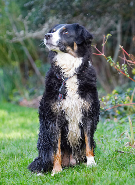 Alert, Animal, Animals, Attention, Canine, Canines, Collie, Collies, Dog, Dogs, Jake, Land Mammal, Land Mammals, Play, Playing, Playtime, Sit, Sitting, Terrestrial Mammal, Terrestrial Mammals