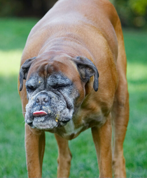 Animal, Animals, Boxer, Boxers, Butter, Canine, Canines, Dog, Dogs, Land Mammal, Land Mammals, Peanut, Phoebe, Play, Playing, Playtime, Terrestrial Mammal, Terrestrial Mammals, Tongue