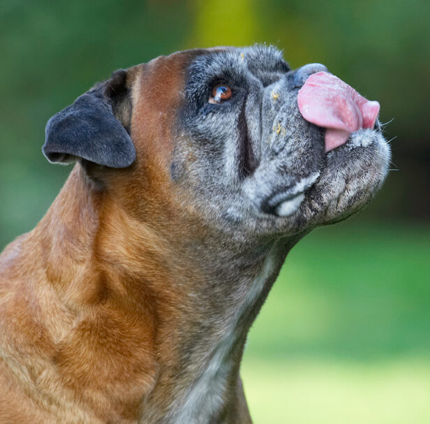 Animal, Animals, Boxer, Boxers, Butter, Canine, Canines, Dog, Dogs, Land Mammal, Land Mammals, Peanut, Phoebe, Play, Playing, Playtime, Terrestrial Mammal, Terrestrial Mammals, Tongue