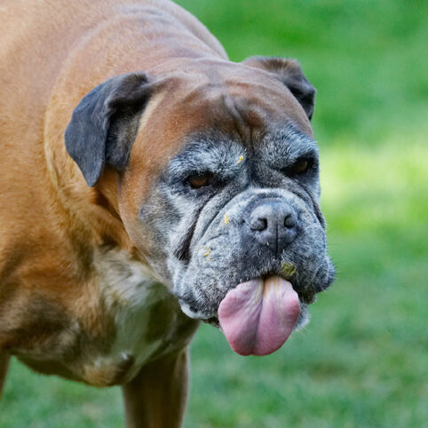 Animal, Animals, Boxer, Boxers, Butter, Canine, Canines, Dog, Dogs, Land Mammal, Land Mammals, Peanut, Phoebe, Play, Playing, Playtime, Terrestrial Mammal, Terrestrial Mammals, Tongue