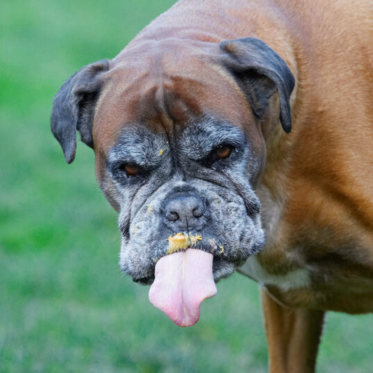 Animal, Animals, Boxer, Boxers, Butter, Canine, Canines, Dog, Dogs, Land Mammal, Land Mammals, Peanut, Phoebe, Play, Playing, Playtime, Terrestrial Mammal, Terrestrial Mammals, Tongue
