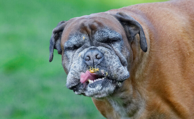 Animal, Animals, Boxer, Boxers, Butter, Canine, Canines, Dog, Dogs, Land Mammal, Land Mammals, Peanut, Phoebe, Play, Playing, Playtime, Terrestrial Mammal, Terrestrial Mammals, Tongue