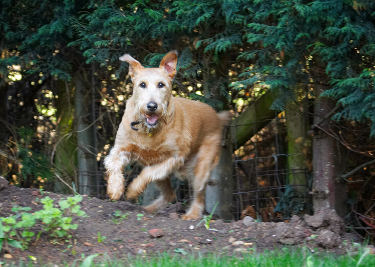 Animal, Animals, Canine, Canines, Dog, Dogs, Irish Terrier, Land Mammal, Land Mammals, Leap, Leaping, Play, Playing, Playtime, Terrestrial Mammal, Terrestrial Mammals, Terriers, Tintin