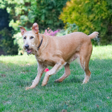 Animal, Animals, Canine, Canines, Dog, Dogs, Irish Terrier, Land Mammal, Land Mammals, Play, Playing, Playtime, Terrestrial Mammal, Terrestrial Mammals, Terriers, Tintin