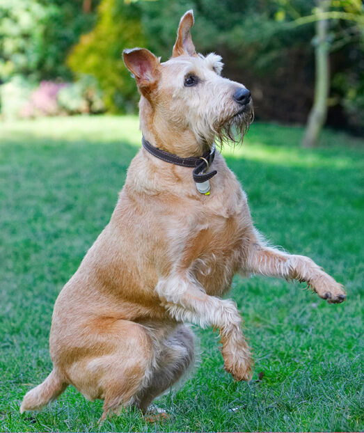Animal, Animals, Canine, Canines, Dog, Dogs, Irish Terrier, Land Mammal, Land Mammals, Play, Playing, Playtime, Terrestrial Mammal, Terrestrial Mammals, Terriers, Tintin