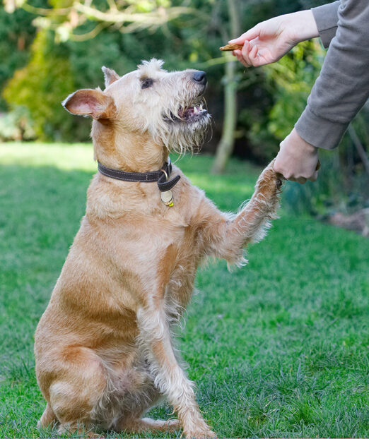 Animal, Animals, Canine, Canines, Dog, Dogs, Hands, Irish Terrier, Land Mammal, Land Mammals, Play, Playing, Playtime, Shake, Shaking, Terrestrial Mammal, Terrestrial Mammals, Terriers, Tintin