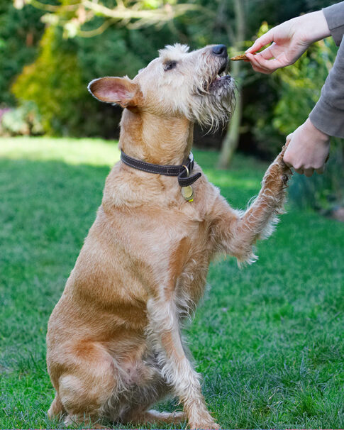 Animal, Animals, Canine, Canines, Dog, Dogs, Hands, Irish Terrier, Land Mammal, Land Mammals, Play, Playing, Playtime, Shake, Shaking, Terrestrial Mammal, Terrestrial Mammals, Terriers, Tintin