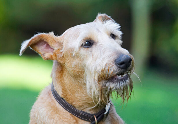 Animal, Animals, Canine, Canines, Dog, Dogs, Irish Terrier, Land Mammal, Land Mammals, Play, Playing, Playtime, Terrestrial Mammal, Terrestrial Mammals, Terriers, Tintin