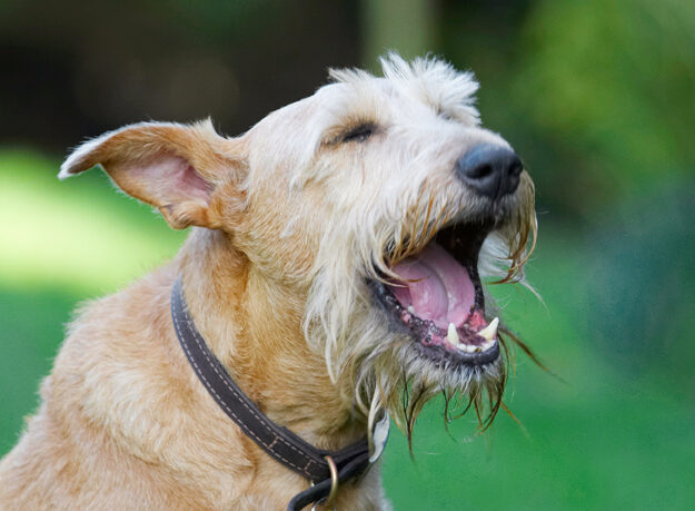 Animal, Animals, Canine, Canines, Dog, Dogs, Irish Terrier, Land Mammal, Land Mammals, Play, Playing, Playtime, Terrestrial Mammal, Terrestrial Mammals, Terriers, Tintin, Tongue, Yawn, Yawning
