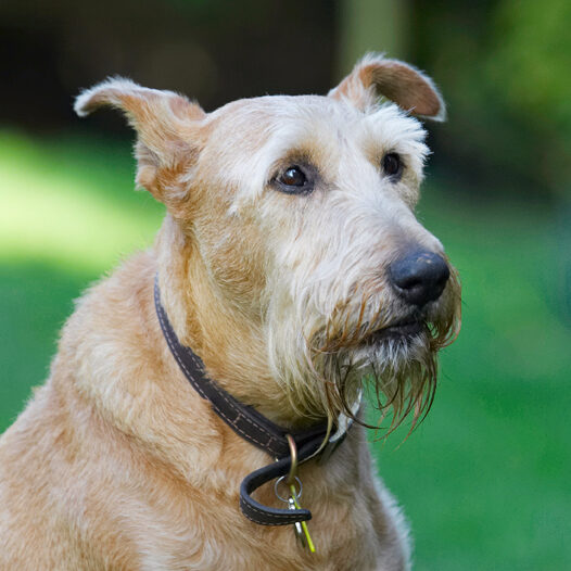 Animal, Animals, Canine, Canines, Dog, Dogs, Irish Terrier, Land Mammal, Land Mammals, Play, Playing, Playtime, Terrestrial Mammal, Terrestrial Mammals, Terriers, Tintin