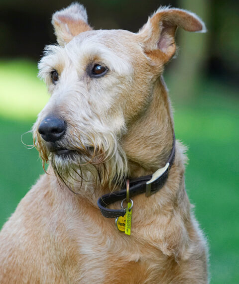 Animal, Animals, Canine, Canines, Dog, Dogs, Irish Terrier, Land Mammal, Land Mammals, Play, Playing, Playtime, Terrestrial Mammal, Terrestrial Mammals, Terriers, Tintin