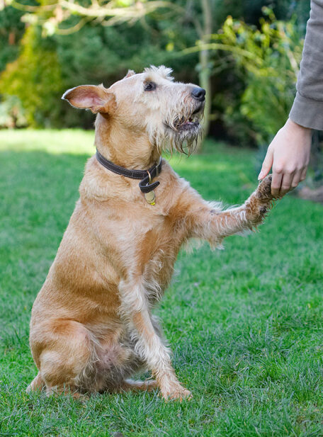 Animal, Animals, Canine, Canines, Dog, Dogs, Hands, Irish Terrier, Land Mammal, Land Mammals, Play, Playing, Playtime, Shake, Shaking, Terrestrial Mammal, Terrestrial Mammals, Terriers, Tintin