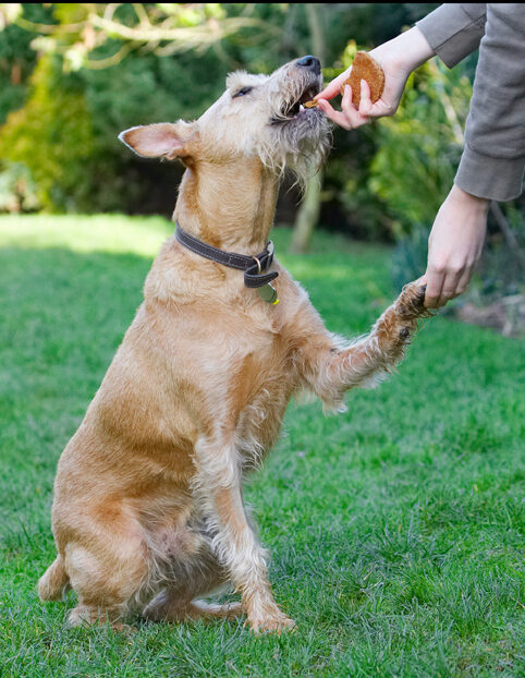 Animal, Animals, Canine, Canines, Dog, Dogs, Hands, Irish Terrier, Land Mammal, Land Mammals, Play, Playing, Playtime, Shake, Shaking, Terrestrial Mammal, Terrestrial Mammals, Terriers, Tintin